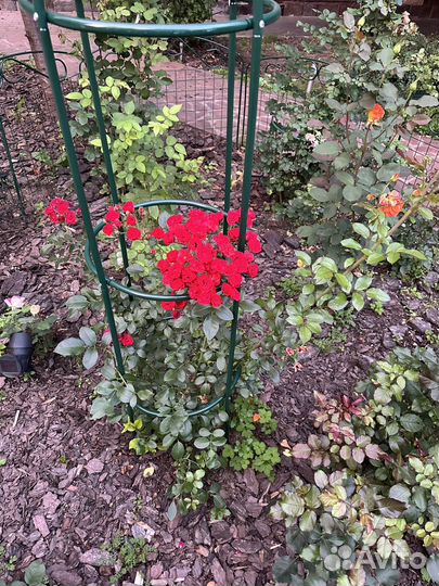 Роскошная роза с альковом