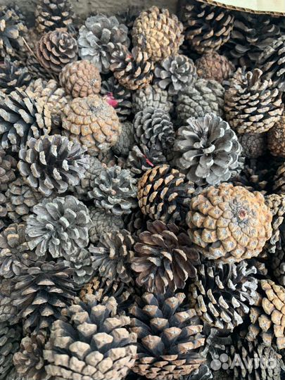 Шишки сосновые, декоративной сосны(мелкие)