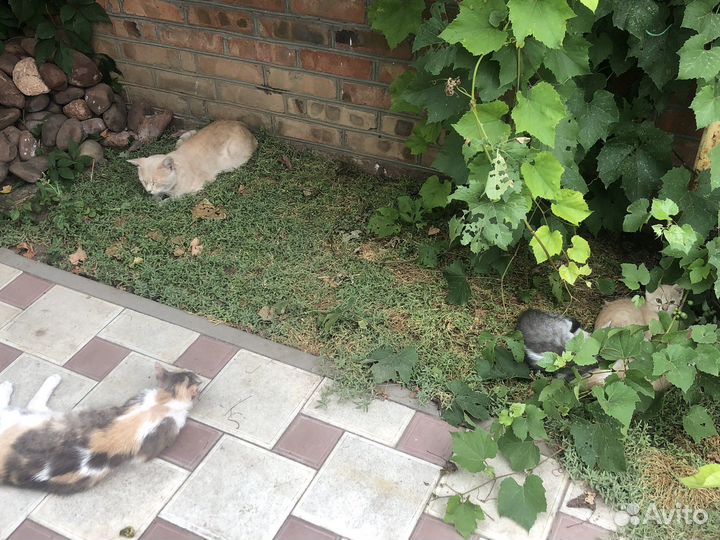 Самостоятельные котята