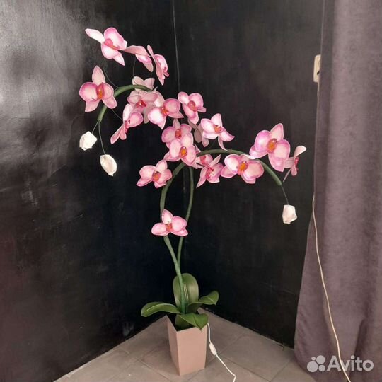 Орхидеи продажа