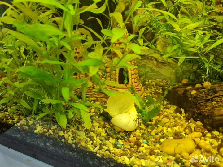 Аквариум 100л