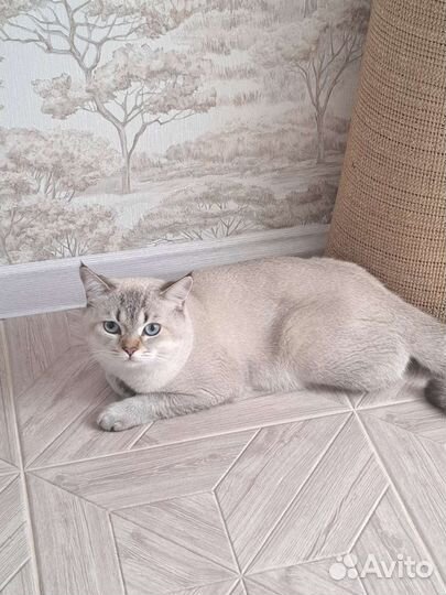 Кот на вязку шотландцы