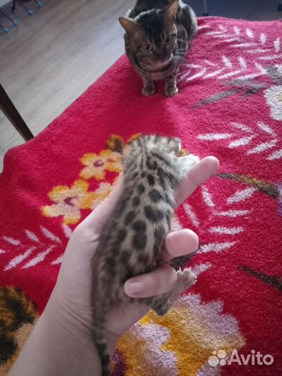Бенгальские котята