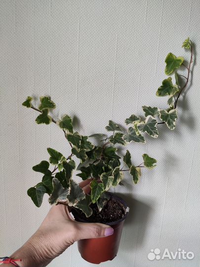 Хойя. Хедера. Хатиора. Традесканция