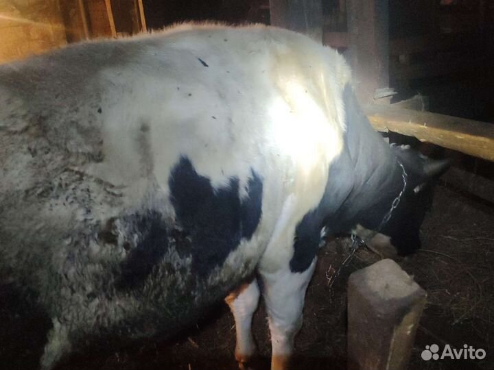 2 быка на мясо