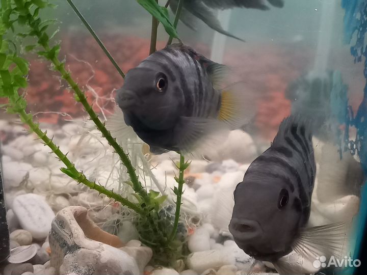 Попугаи/цихлазомы отдам