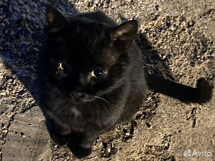 Пристраивается котик