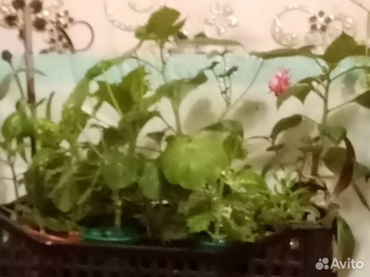 Цветы домашние