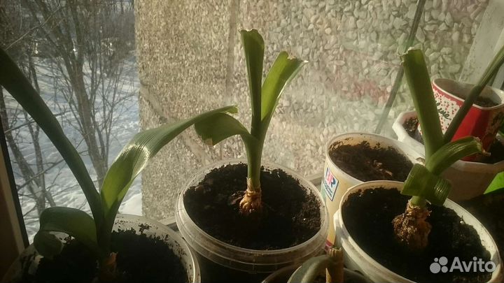 Индийский лук цветочные горшки