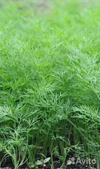 Свежая зелень