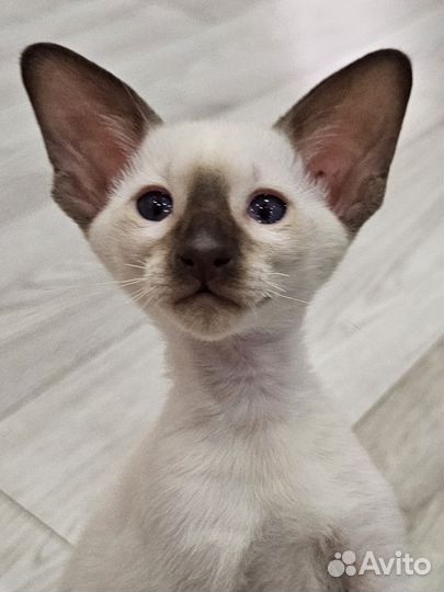 Ориентальный котик