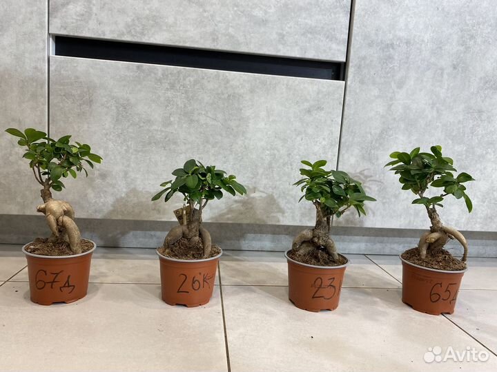 Фикус микрокарпа гинсенг