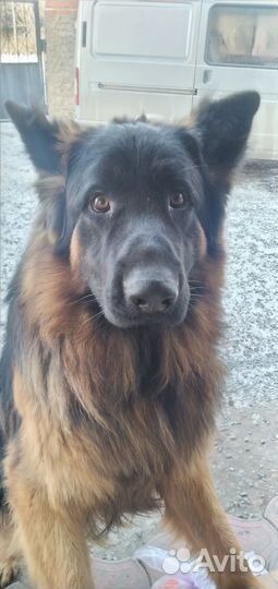 Вязка шикарный длинношёрстный немец