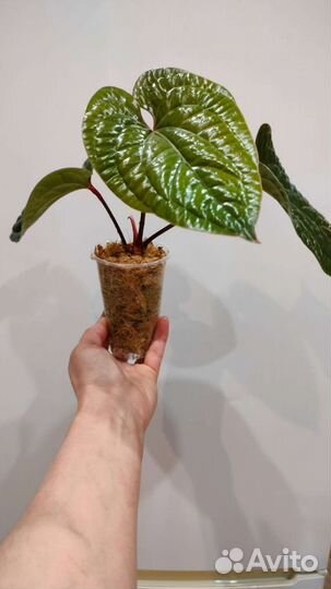 Аглаонема Siam Jade и Манила, антуриум Сирих