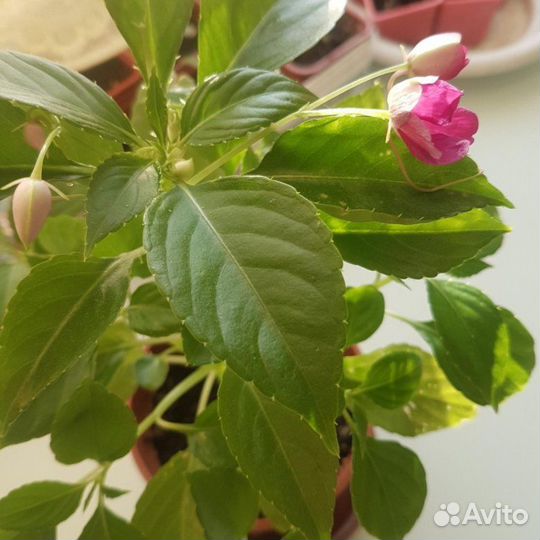 Огонек. Ванька мокрый, Бальзамин