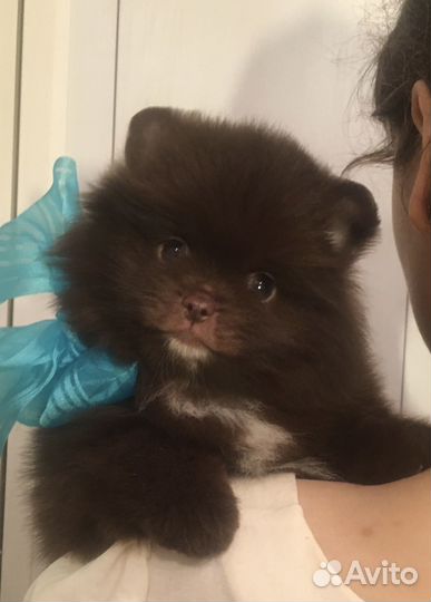 Шпиц мини девочка и мальчик бело крем