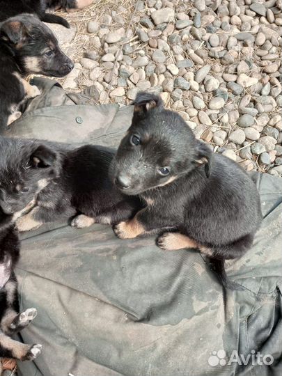 Отдам в добрые руки щенков