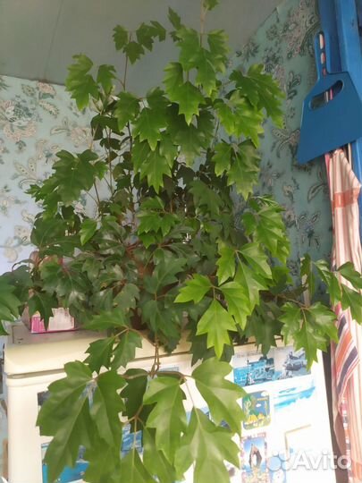 Циссус березка