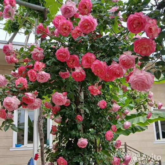 Саженцы роз