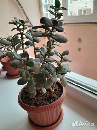 Красула (толстянка, денежное дерево)