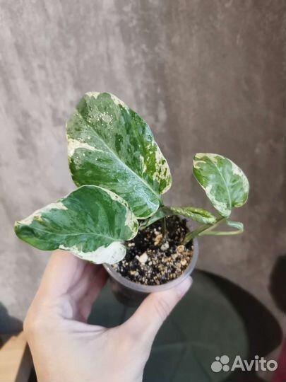 Сциндапсусы и эпипремнумы