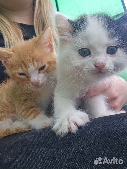 Котята в добрые руки