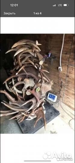 Рога марала и лося