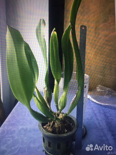 Каттлея белая взрослая