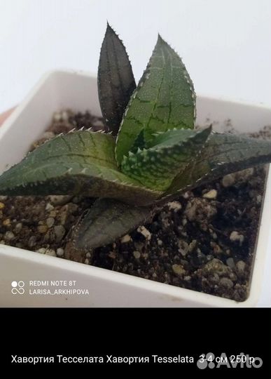 Хавортии. Суккуленты