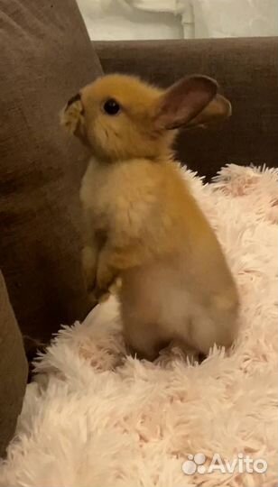 Прямоухий карликовый крольчонок