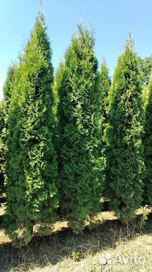 Туя Колумна