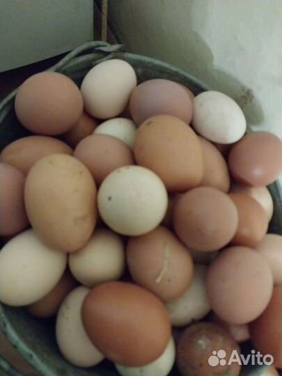 Домашние куриные яйца