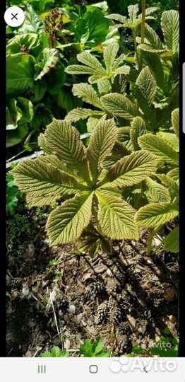 Клопогон и Роджерсия