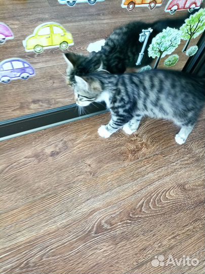 Котенок красавчик Оскар ищет любящий дом