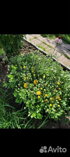 Саженцы хризантемы