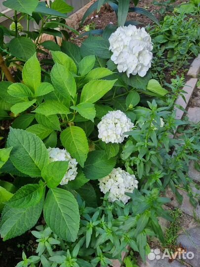Гортензия крупнолистная