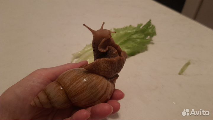Отдам бесплатно улиток ахатин