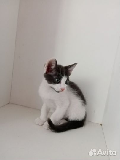 Котята сфинкс