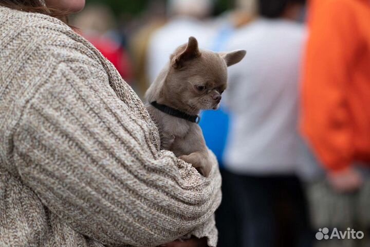 Вязка Лиловый кобель