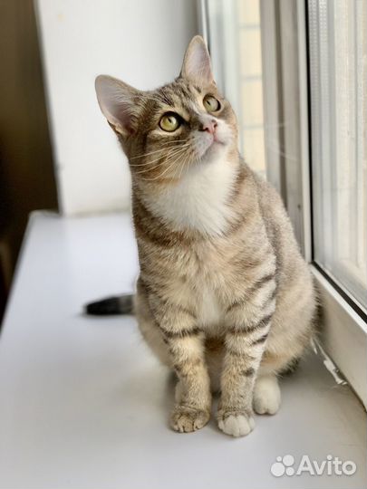 Котик Лорик