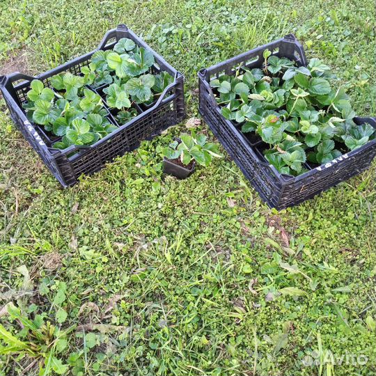 Рассада клубники