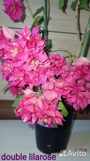 Бугенвиллии,брунфельсия