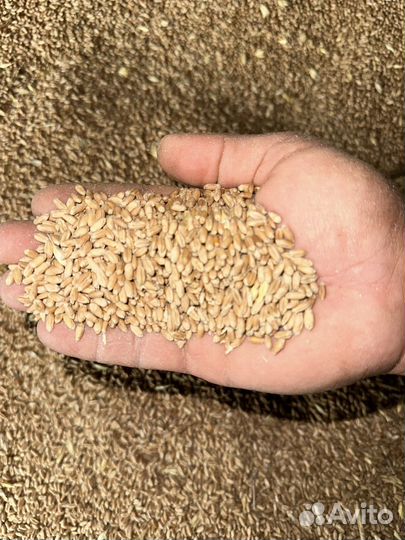 Пшеница 3 класс оптом