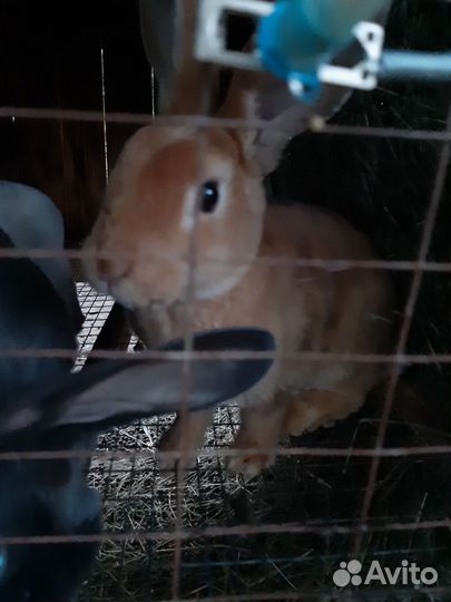Кролики породы рекс
