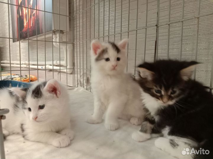 Котята мейн-кун