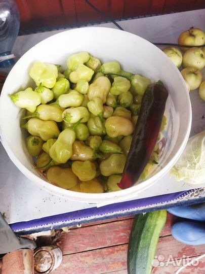 Семена острых перцев. Халапенью и ещё 2 вида