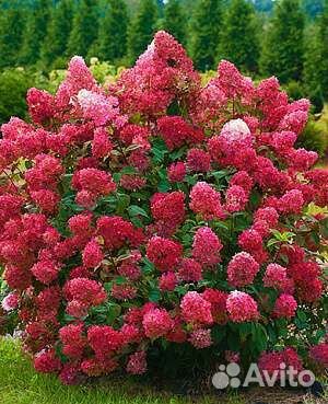 Даймонд Руж Вимс Ред