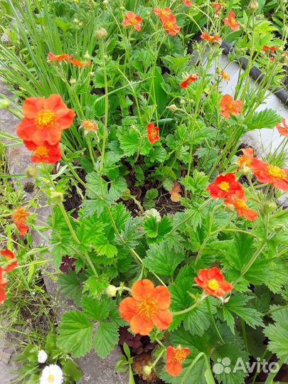 Гравилат чилийский