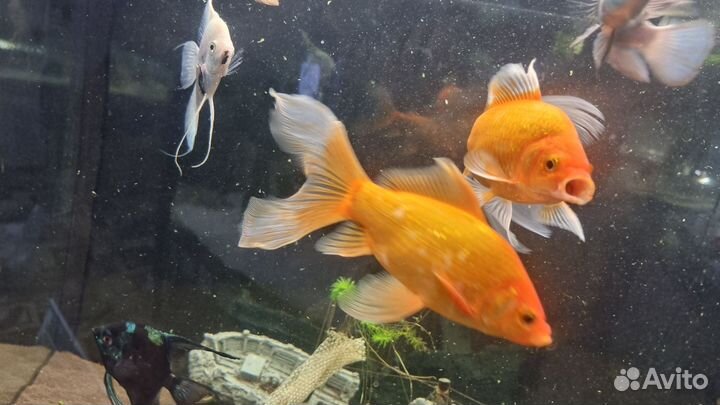 Золотые рыбки