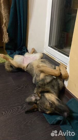 Собака в добрые руки